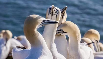 开云体育官方入口-体育文化展引入非遗项目丰富内容，体育类的非遗项目