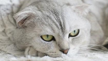 开云体育官方入口-体育文化展引入非遗项目丰富内容，体育类的非遗项目