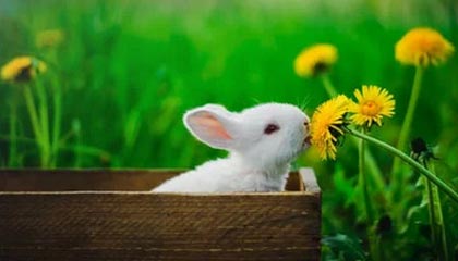 开云体育官方入口-体育文化展引入非遗项目丰富内容，体育类的非遗项目